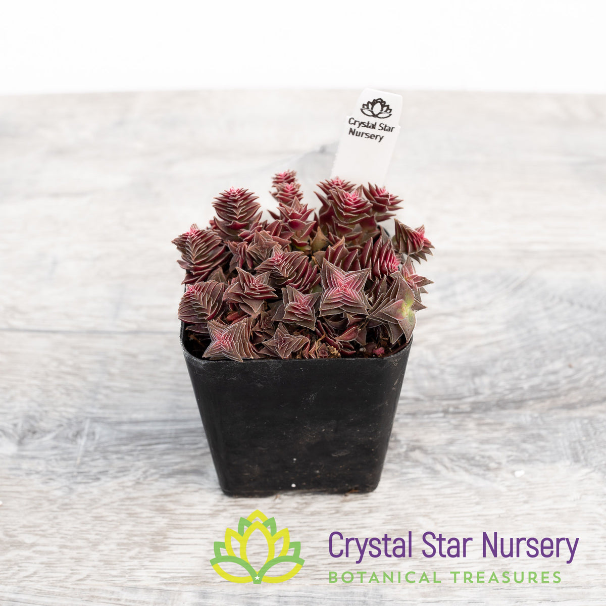 Crassula corymbulosa