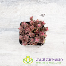 Crassula corymbulosa