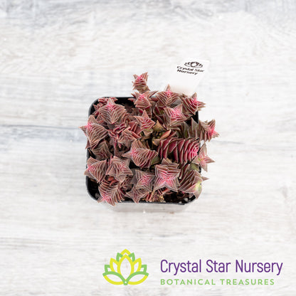 Crassula corymbulosa