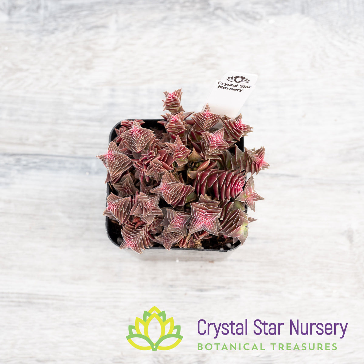 Crassula corymbulosa