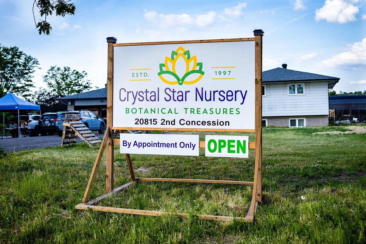Crystal Star Nursery