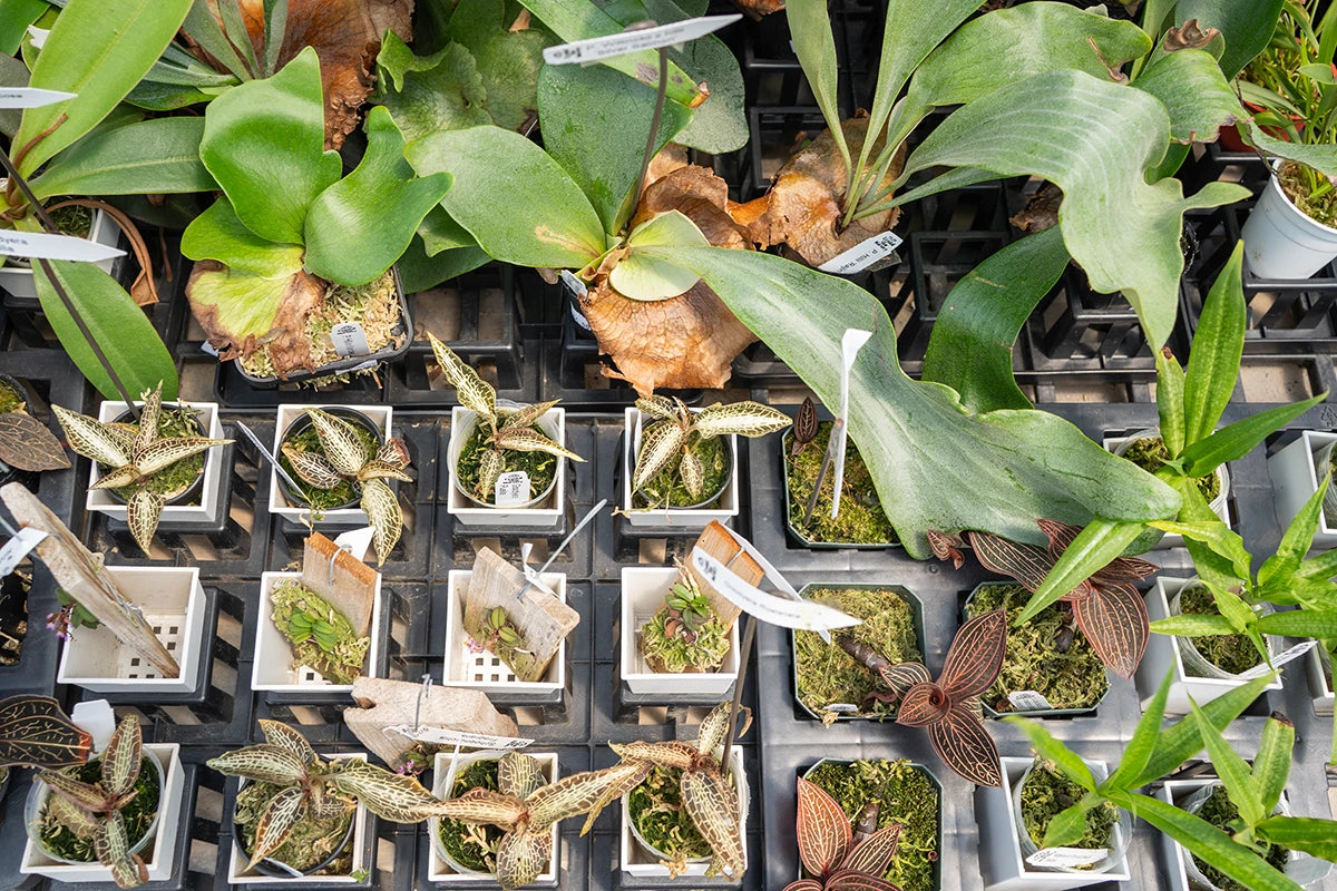 Crystal Star Nursery