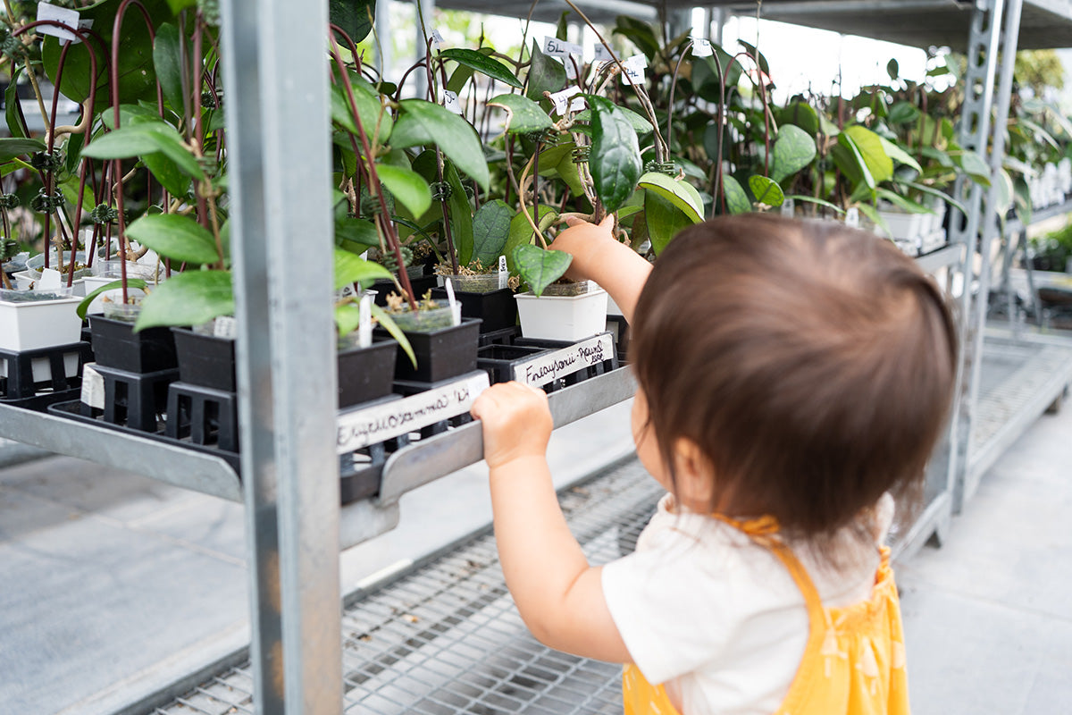 Crystal Star Nursery
