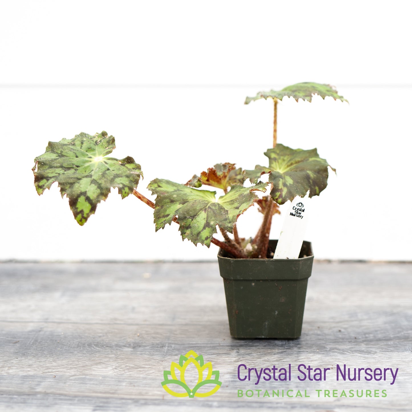 Begonia NOID (H)