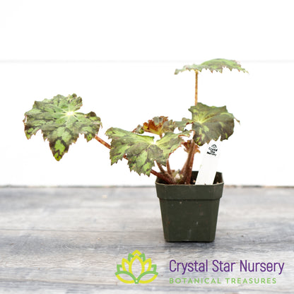 Begonia NOID (H)