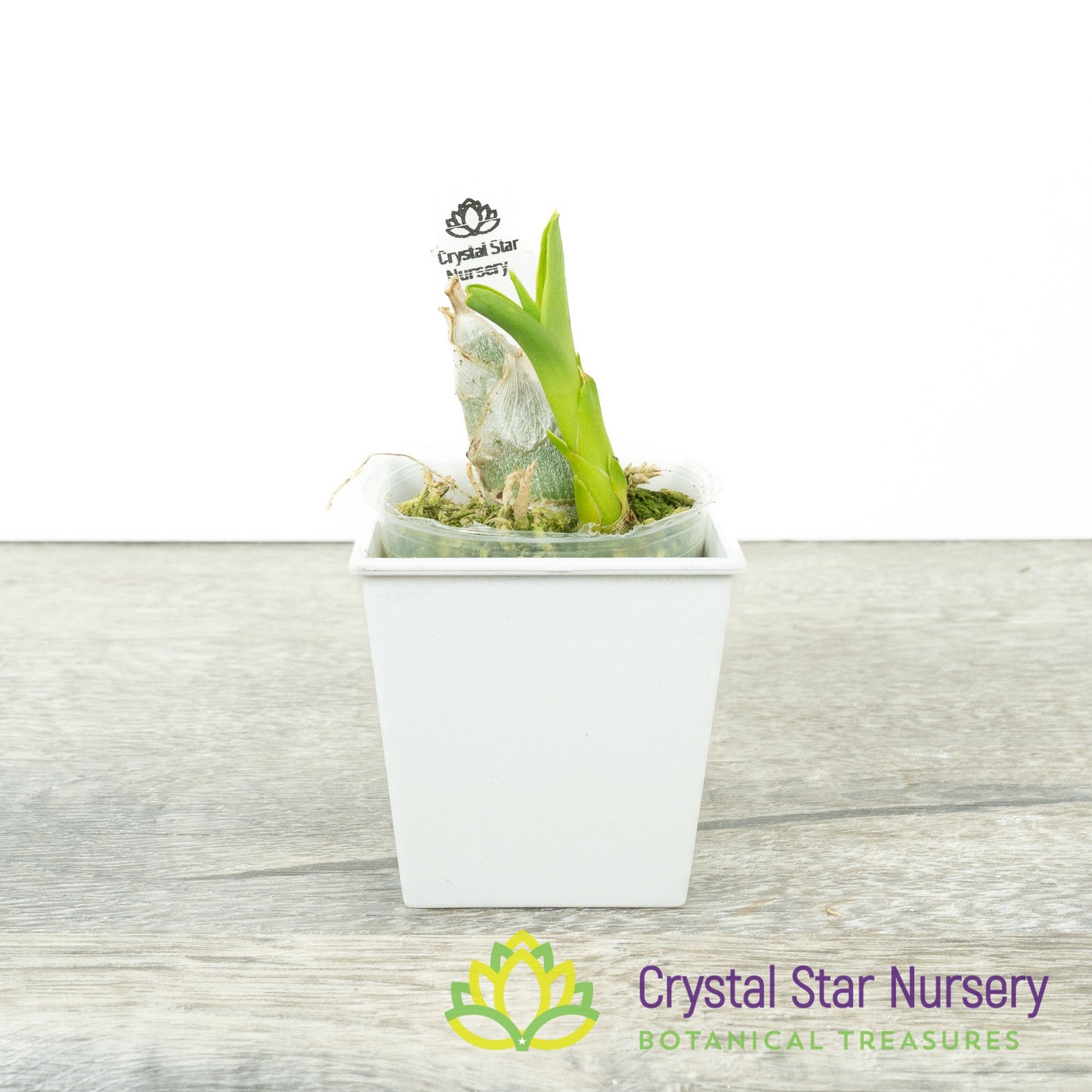 Cycnoches Haagii x Morm. (Aftermath x andreettae) 'Holy fire' (A187)