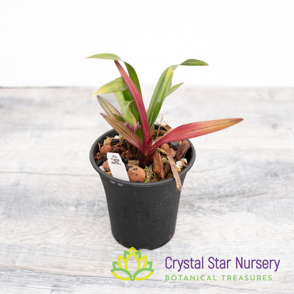 Cymbidium Ensifolium (Red Grass Hybrid)