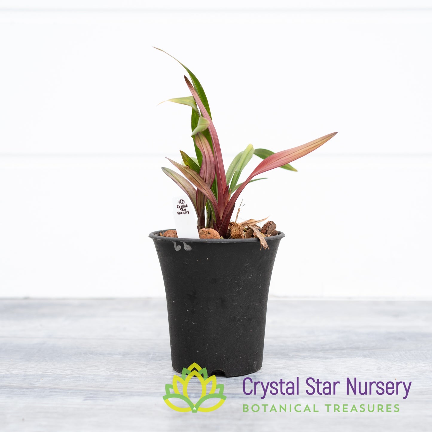Cymbidium Ensifolium (Red Grass Hybrid)