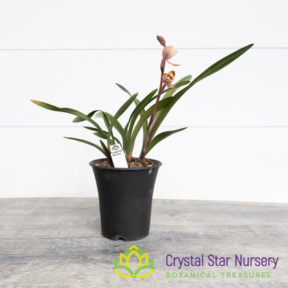 Cymbidium Ensifolium (Red Grass Hybrid)