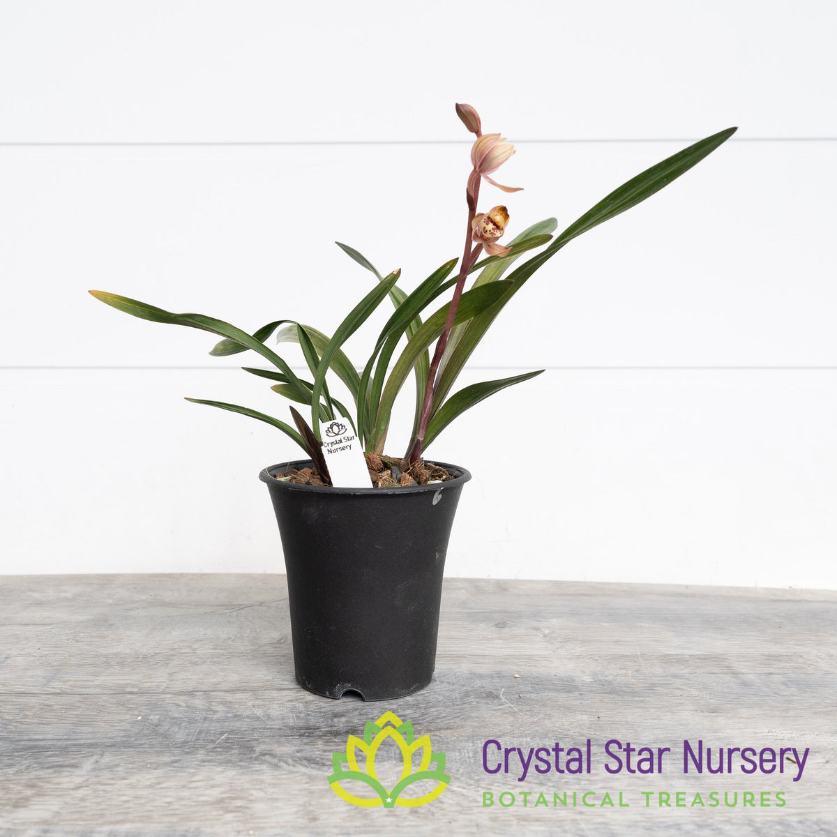 Cymbidium Ensifolium (Red Grass Hybrid)
