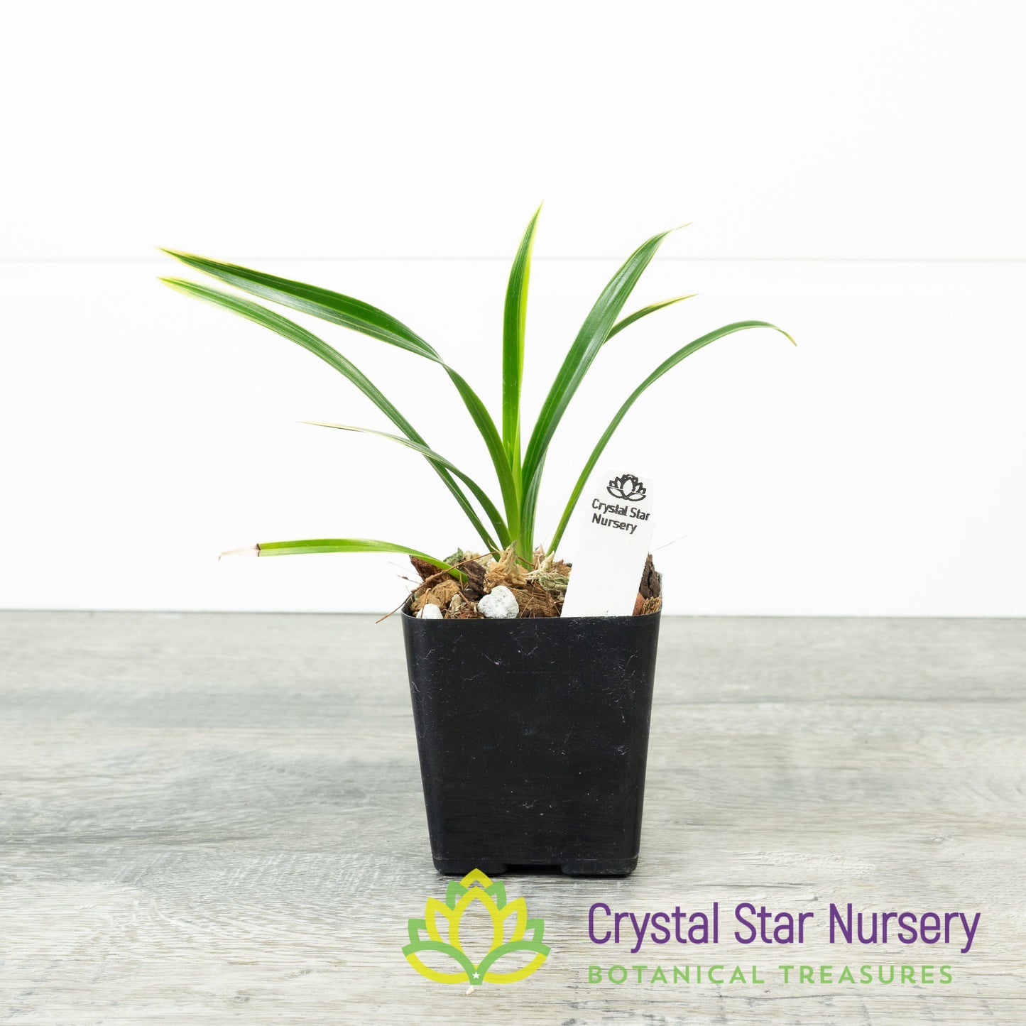 Cymbidium Golden Elf 'Sundust' HCC/AOS (variegated) (CGE)
