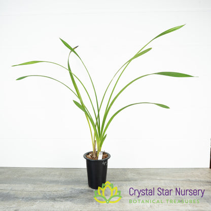 Cymbidium Kusuda Fantasy (CTM-61)