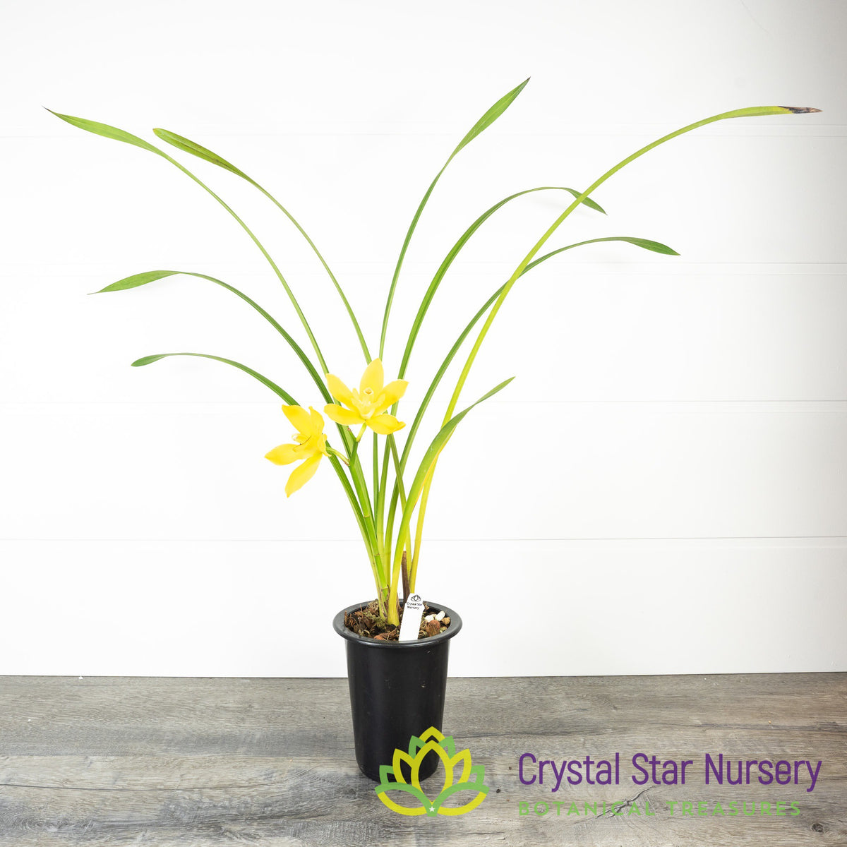 Cymbidium Kusuda Fantasy (CTM-61)
