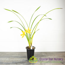 Cymbidium Kusuda Fantasy (CTM-61)