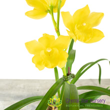 Cymbidium Kusuda Fantasy (CTM-61)