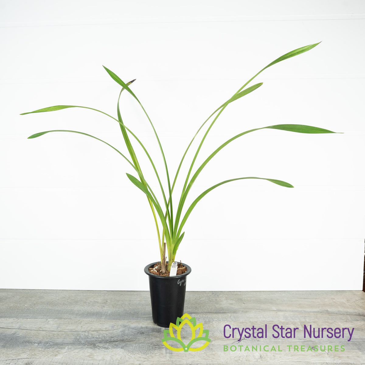 Cymbidium Kusuda Fantasy (CTM-61)