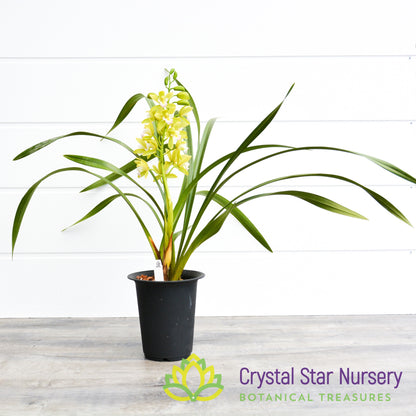 Cymbidium Sweet Heart 'Fragrant orchids' (G8)