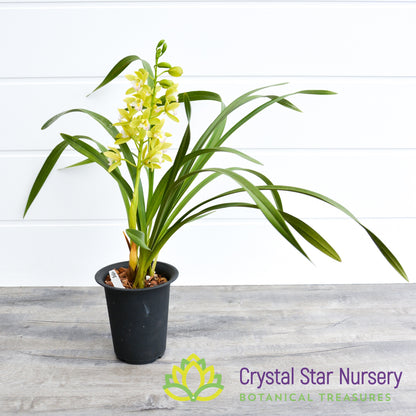 Cymbidium Sweet Heart 'Fragrant orchids' (G8)