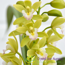Cymbidium Sweet Heart 'Fragrant orchids' (G8)