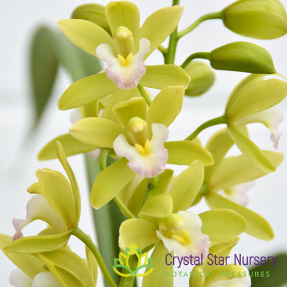Cymbidium Sweet Heart 'Fragrant orchids' (G8)