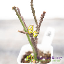 Cynanchum Marnierianum