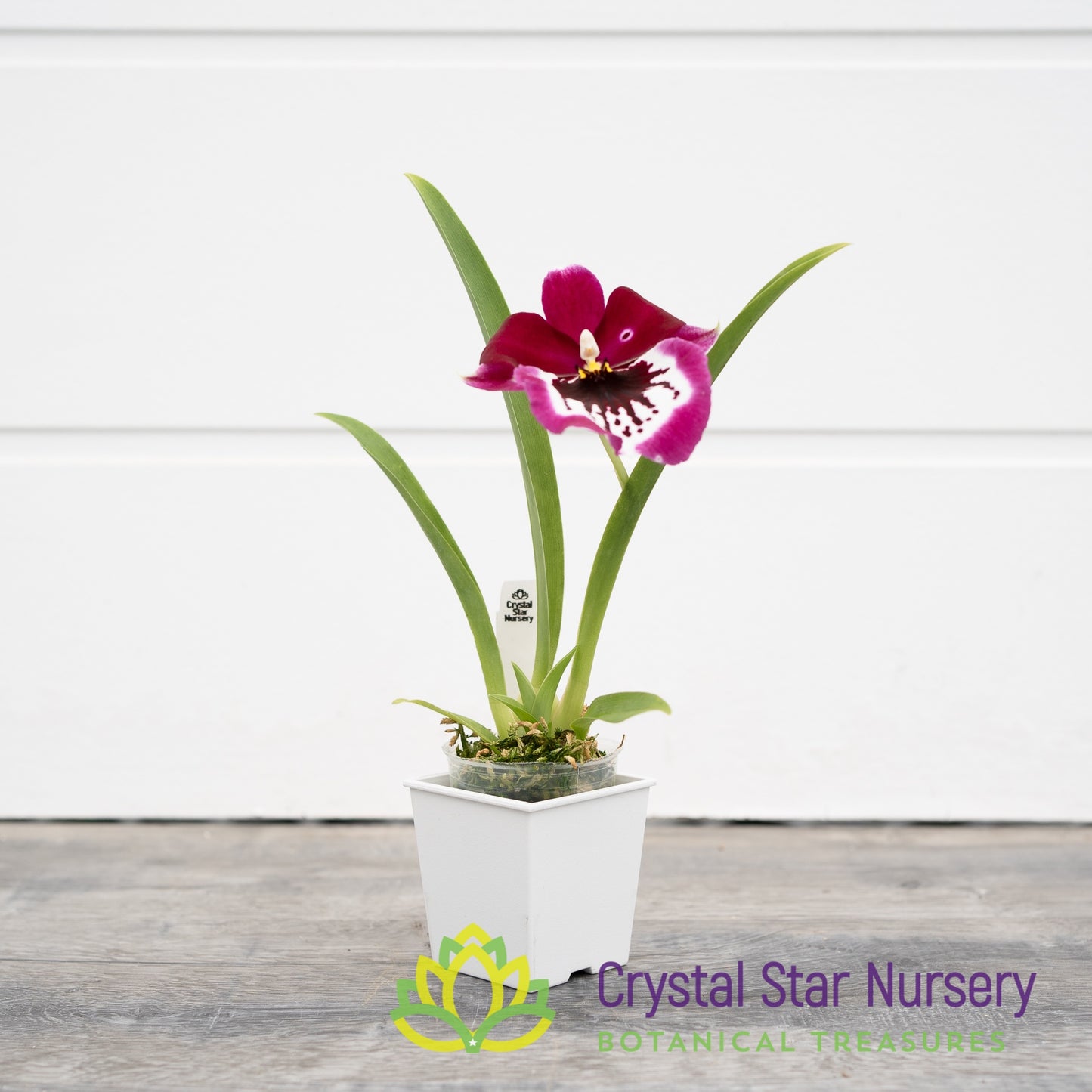 Miltoniopsis Lennart Karl Gottling 'Red Rim' (H951)