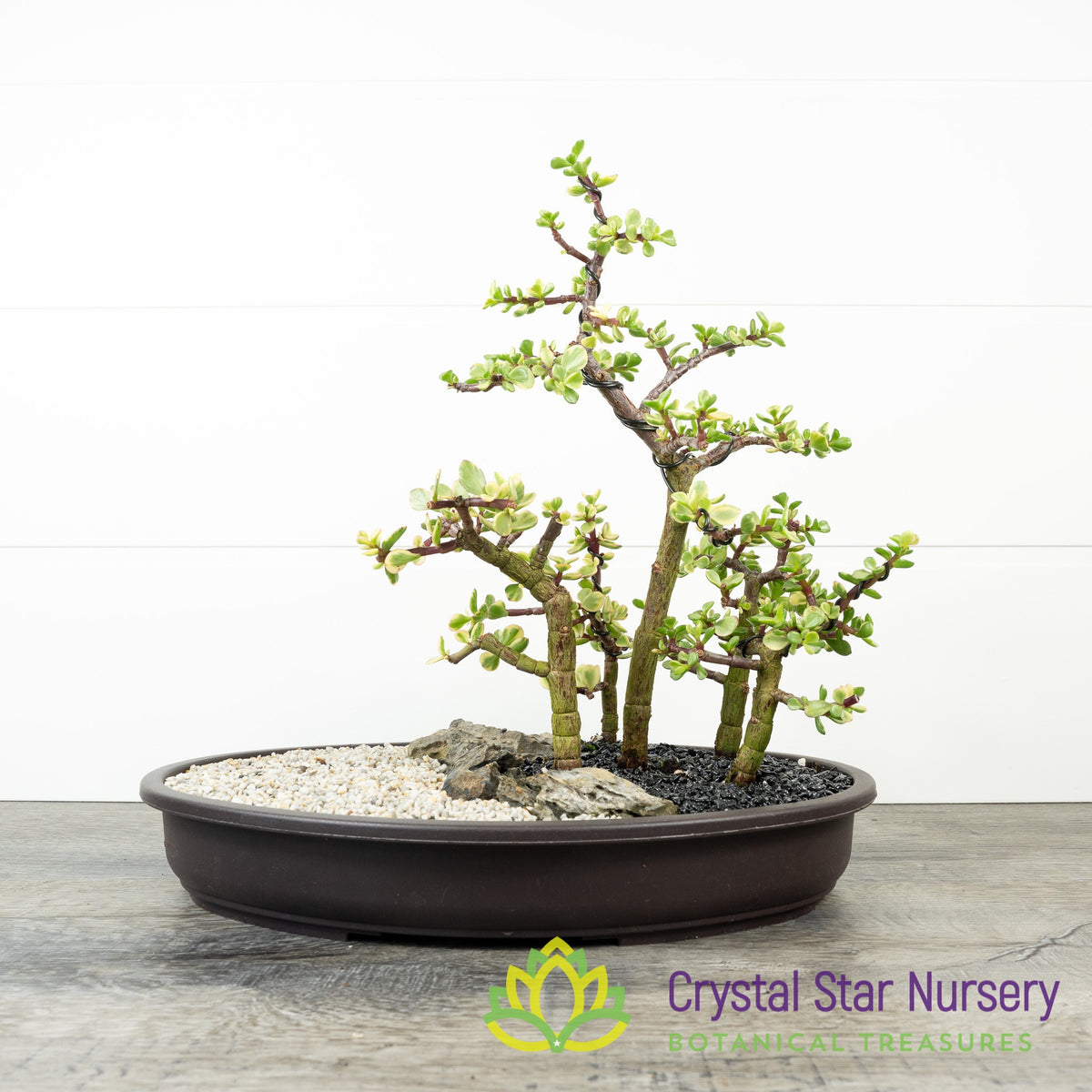 Enchanted Bonsai Forest Workshop at CSN