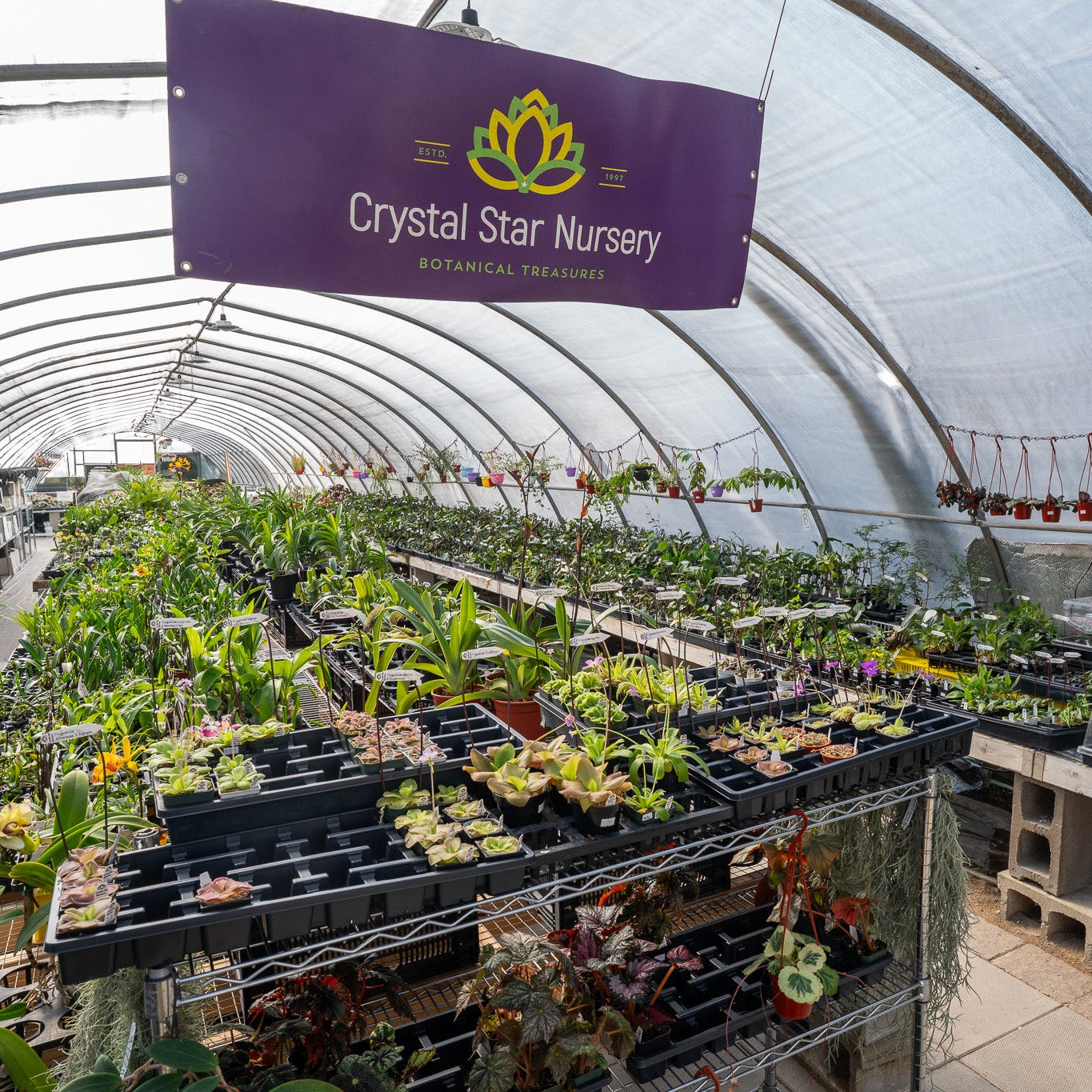 Greenhouse with plants and Crystal Star Nursery banner