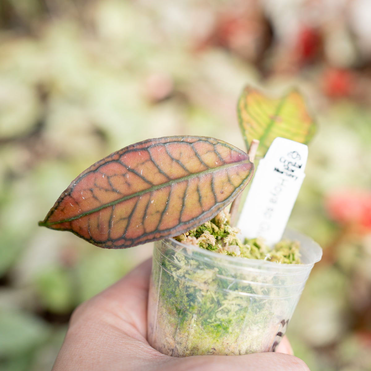 Hoya sp Gunung Gading