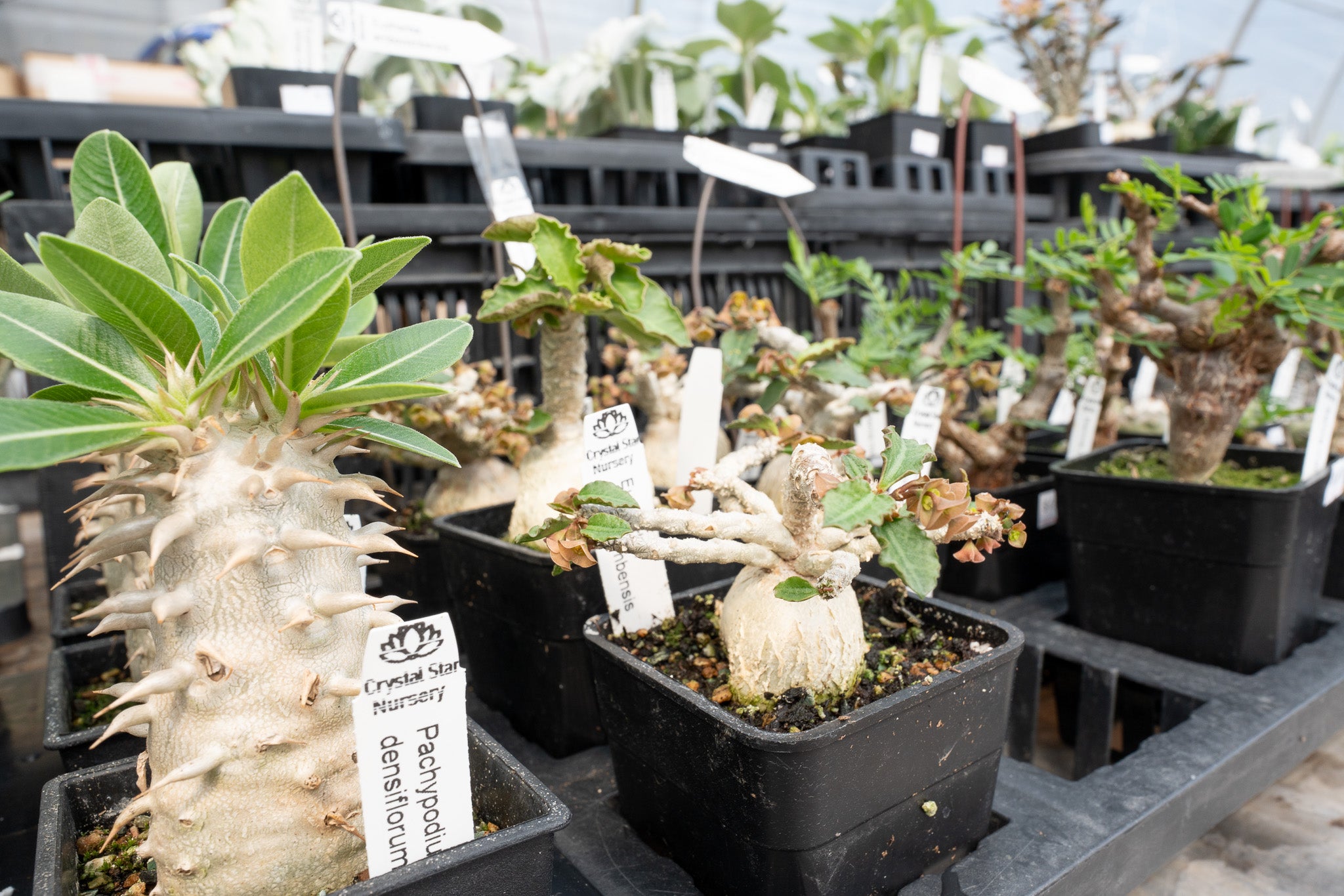 Crystal Star Nursery | Plants in Ontario – Crystal Star Nursery