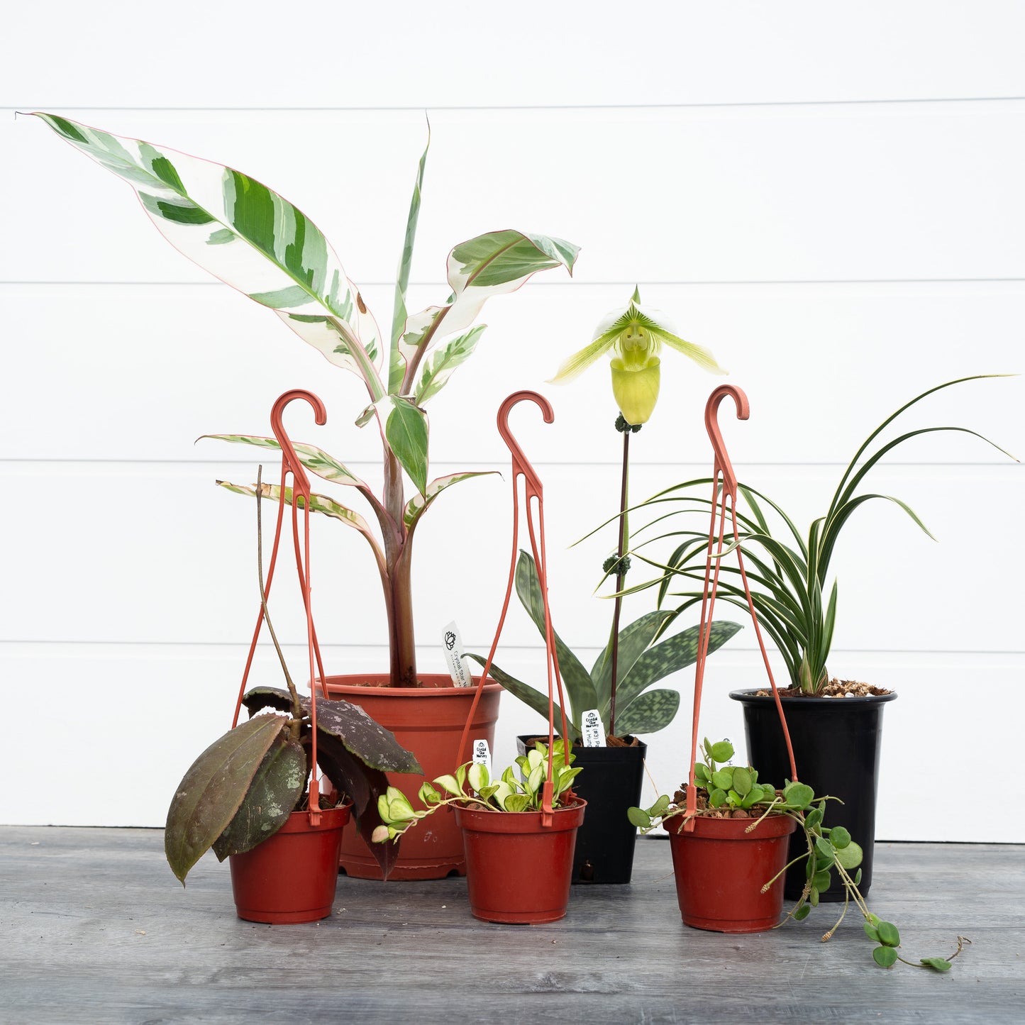 Tropical Treasure Mix (BULK)