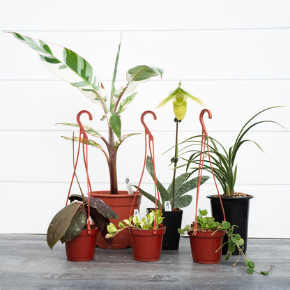 Tropical Treasure Mix (BULK)