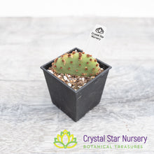 Opuntia Rufida