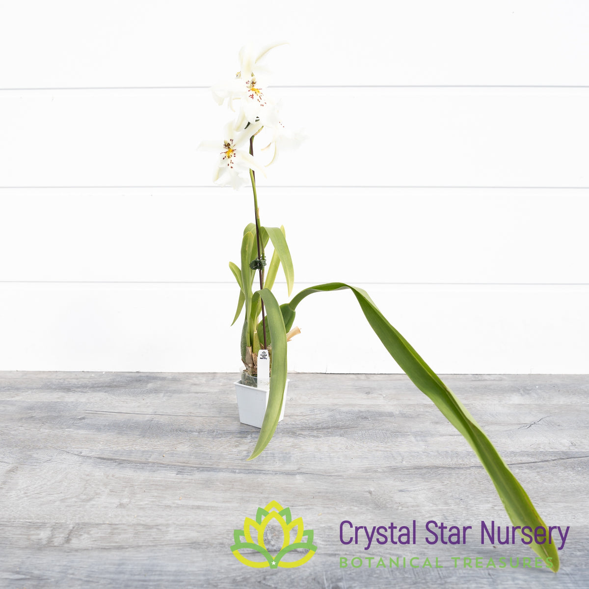 Degarmoara Winter Wonderland &#39;White Fairy&#39; (ONC-06)