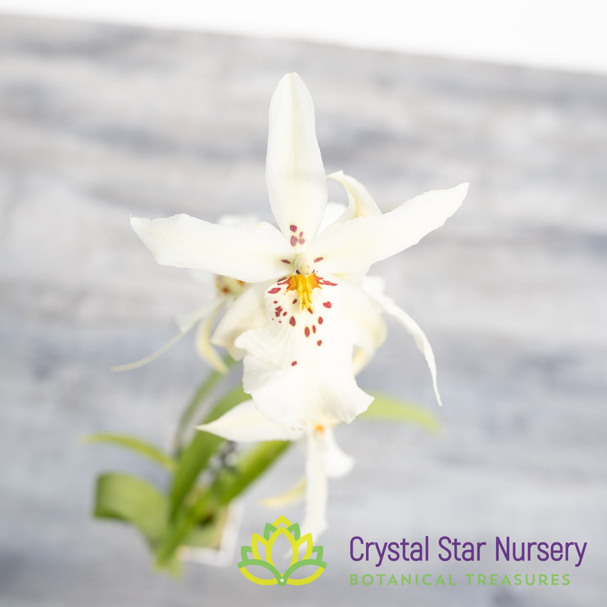 Degarmoara Winter Wonderland &#39;White Fairy&#39; (ONC-06)