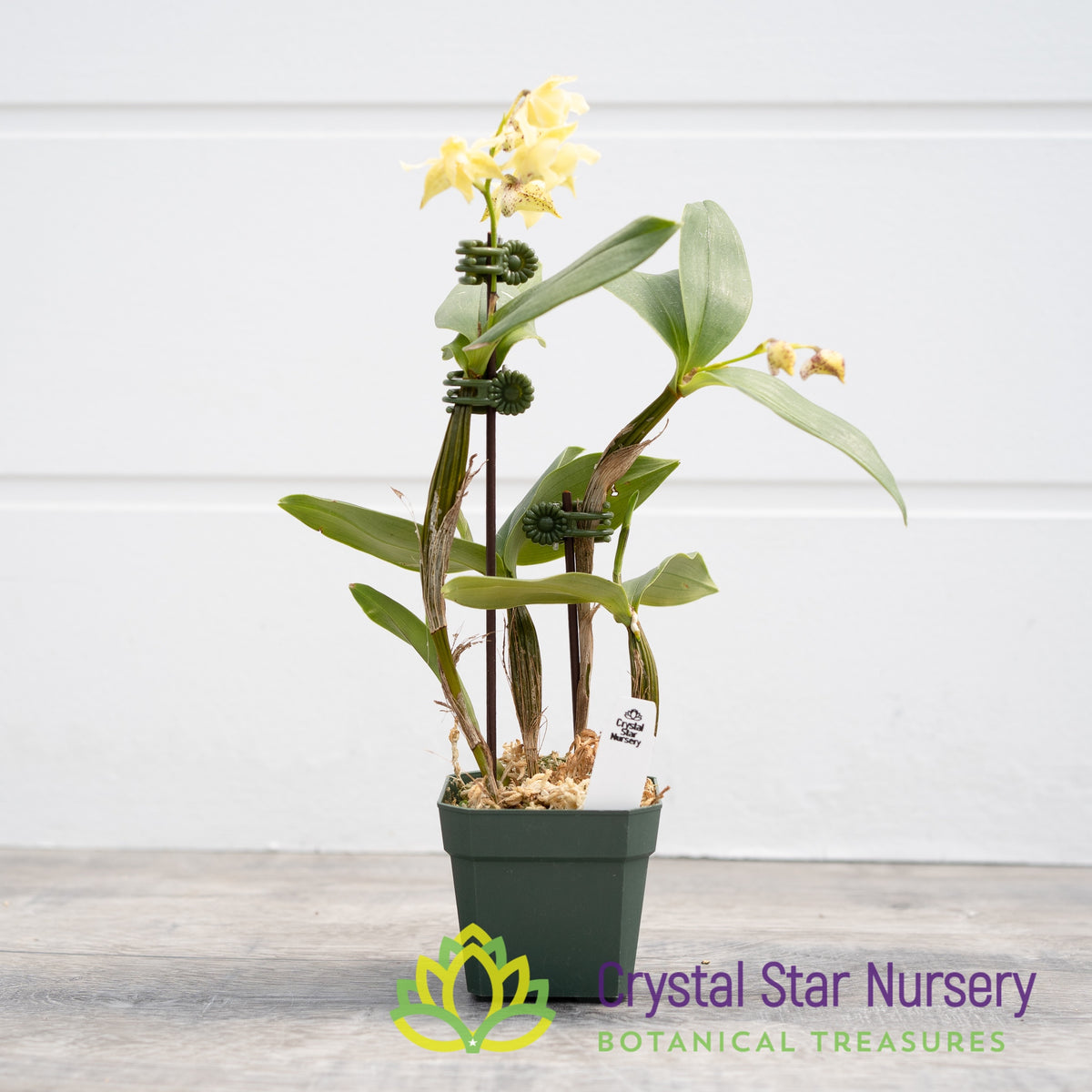 Dendrobium Aberrans X Eximium (22369)