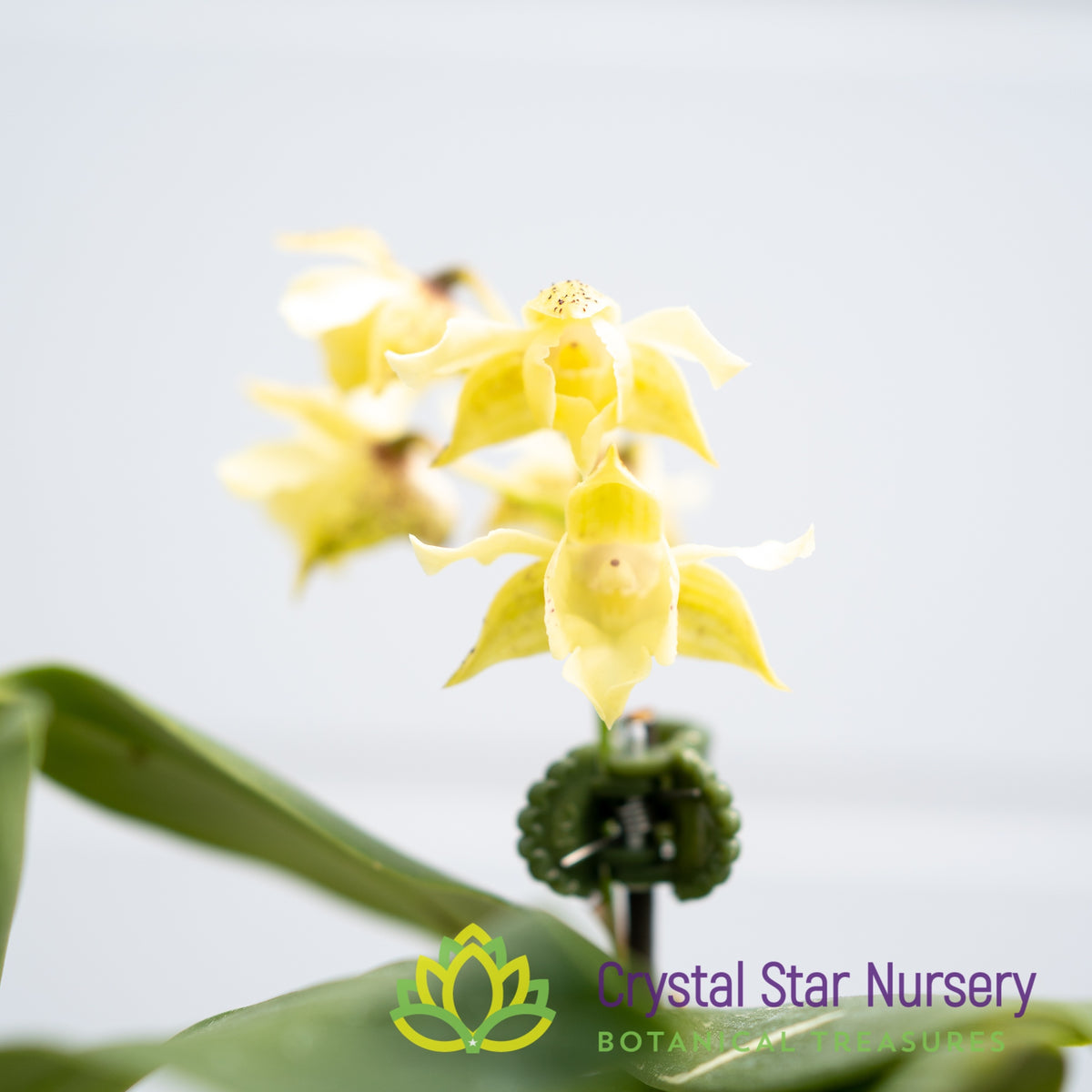 Dendrobium Aberrans X Eximium (22369)