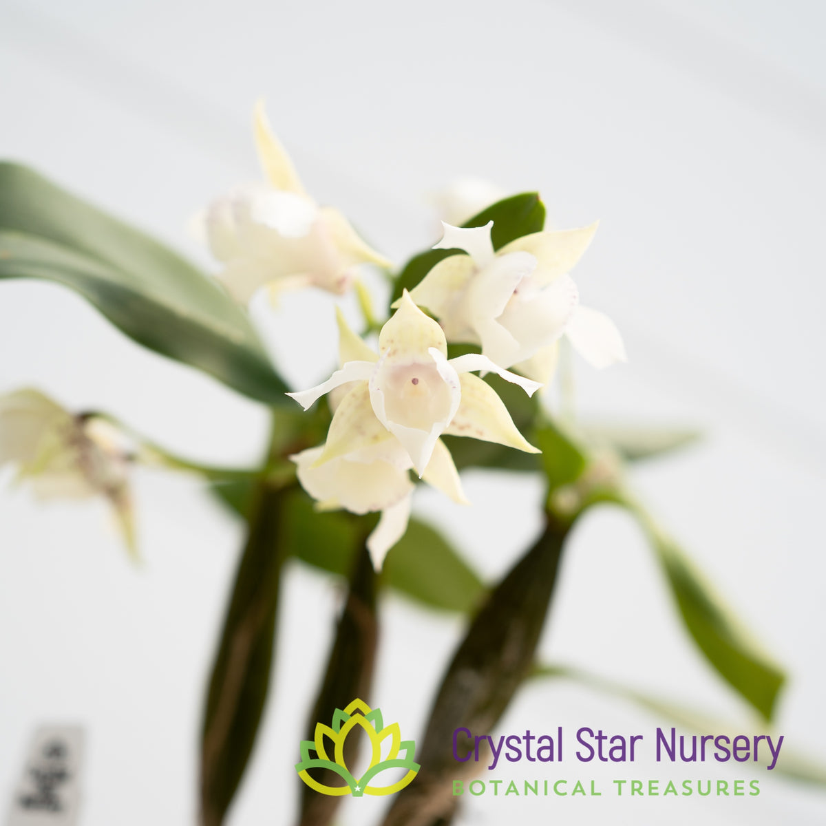 Dendrobium Aberrans X Eximium (22369)