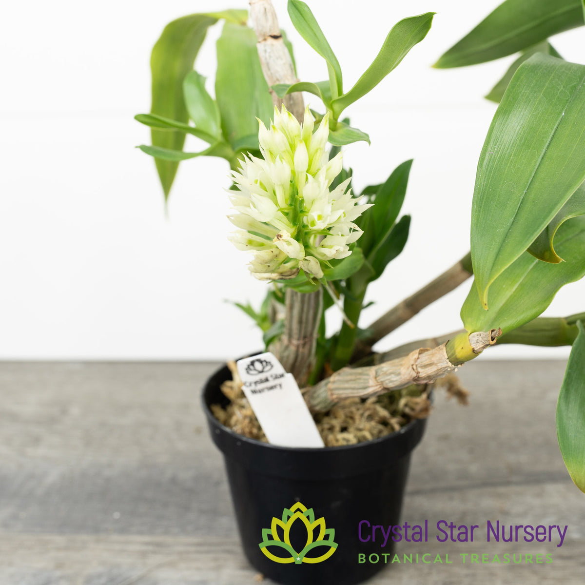 Dendrobium Capituliflorum