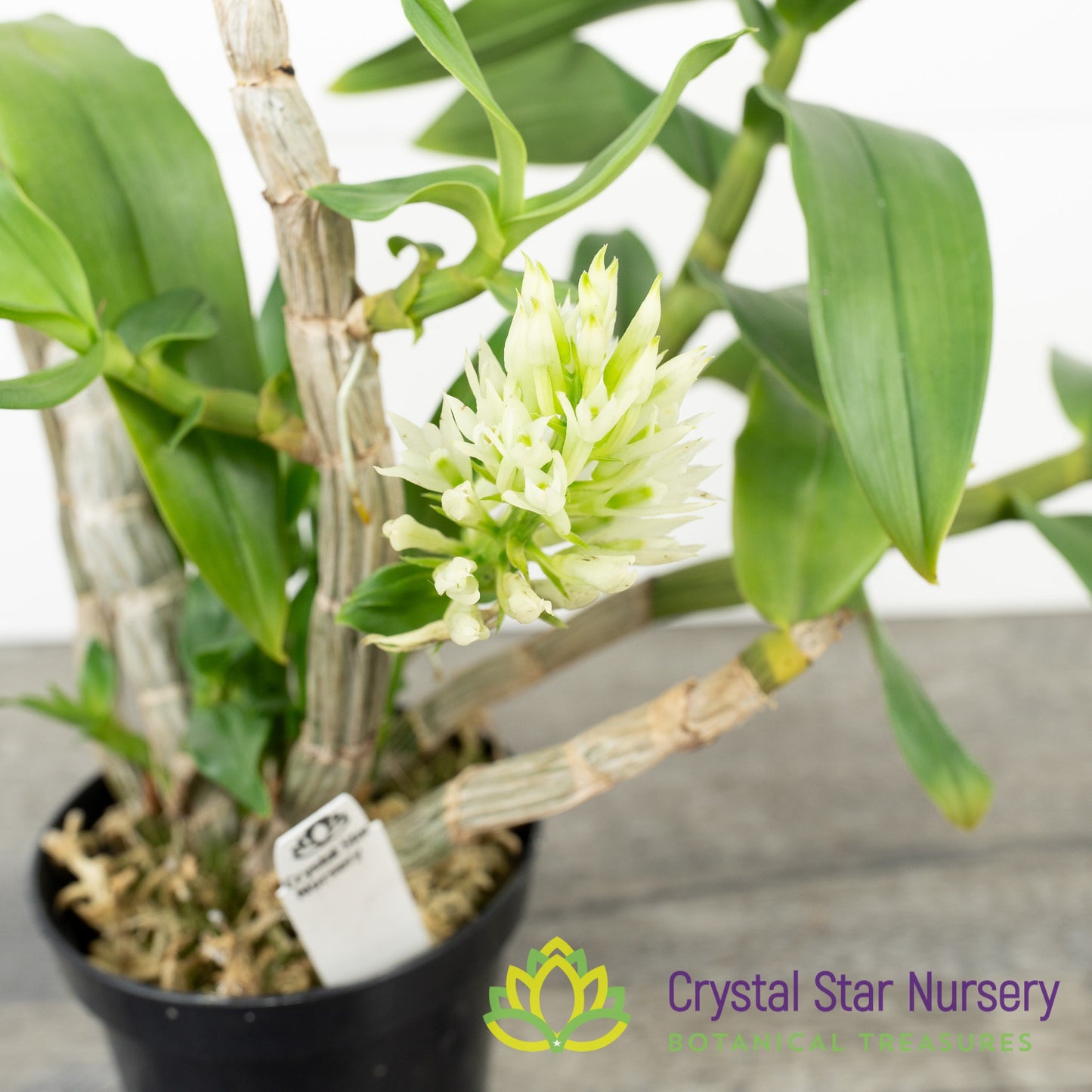 Dendrobium capituliflorum
