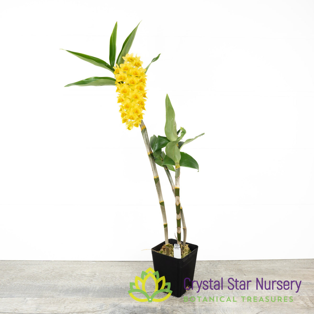 Dendrobium densiflorum
