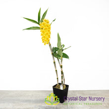 Dendrobium densiflorum