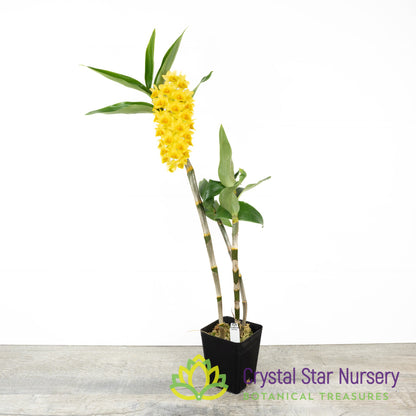 Dendrobium densiflorum