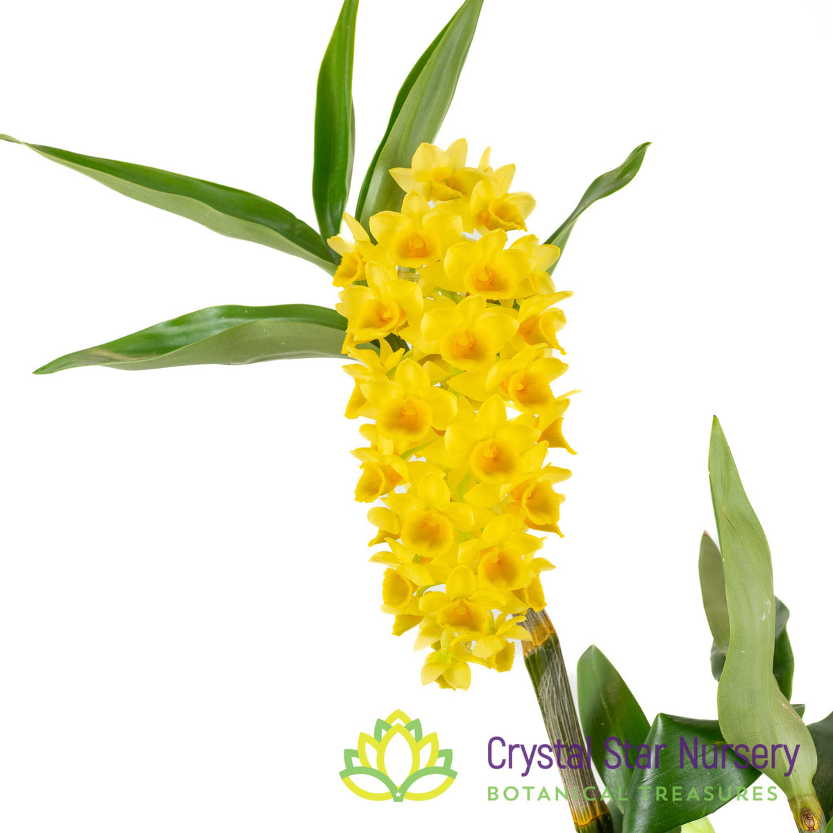 Dendrobium densiflorum