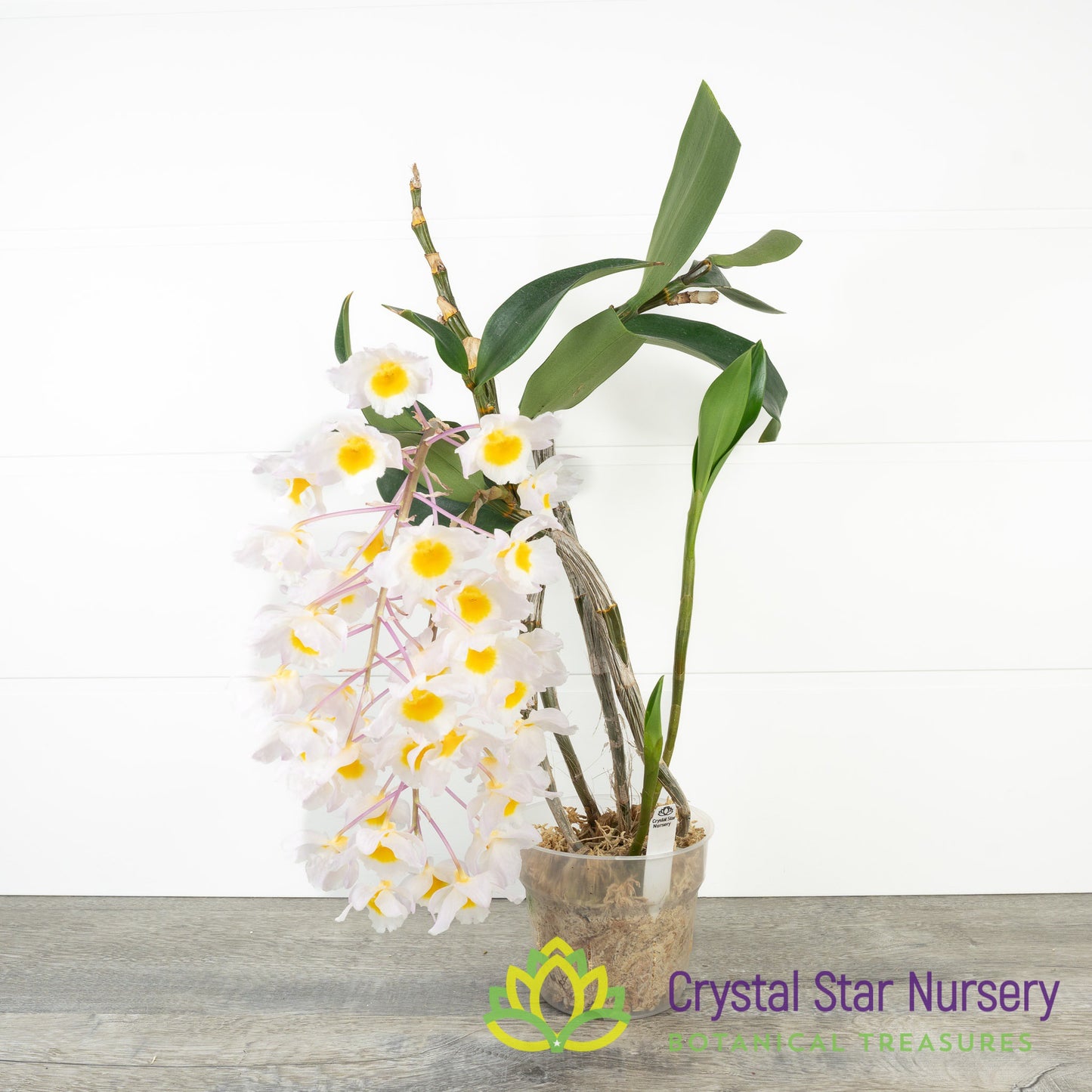 Dendrobium Farmeri