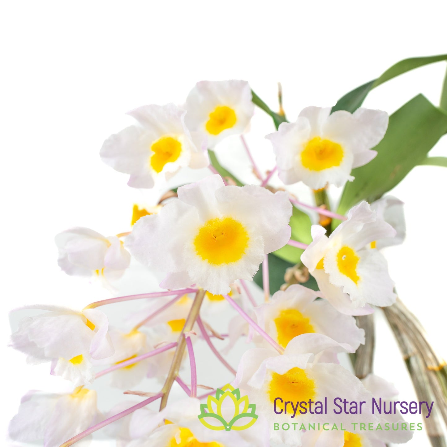Dendrobium Farmeri