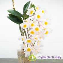Dendrobium Farmeri