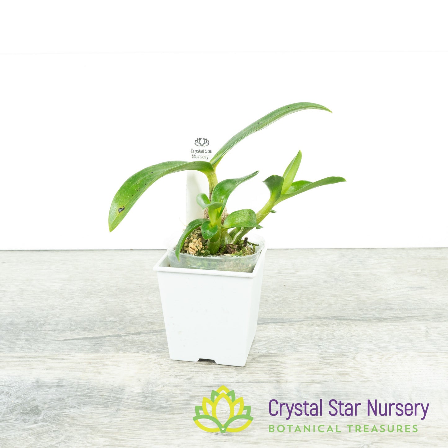 Dendrobium Hibiki 'Tiny Bubbles' FCC/AOS (HMF 005)