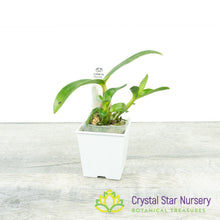 Dendrobium Hibiki 'Tiny Bubbles' FCC/AOS (HMF 005)