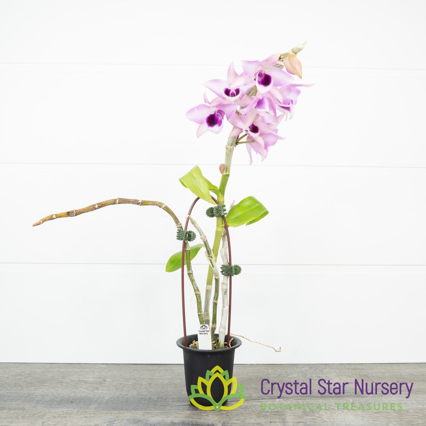 Dendrobium Hsinying Sweet Scent 'Sakura Beauty'